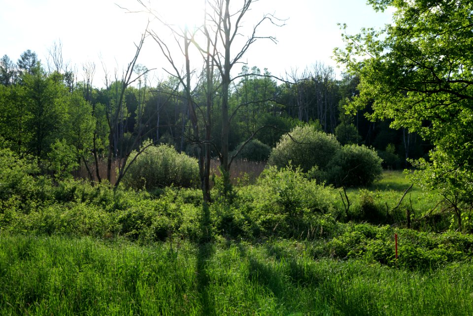NSG Arnimswalde 2021-05-29 54