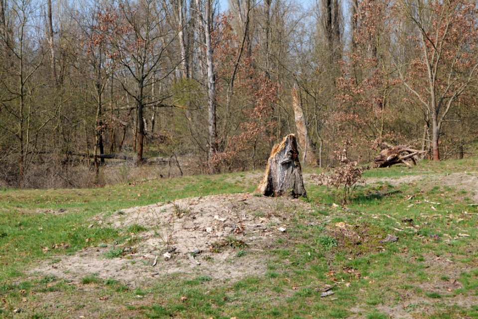 NSG Biesenhorster Sand 2021-04-20 47
