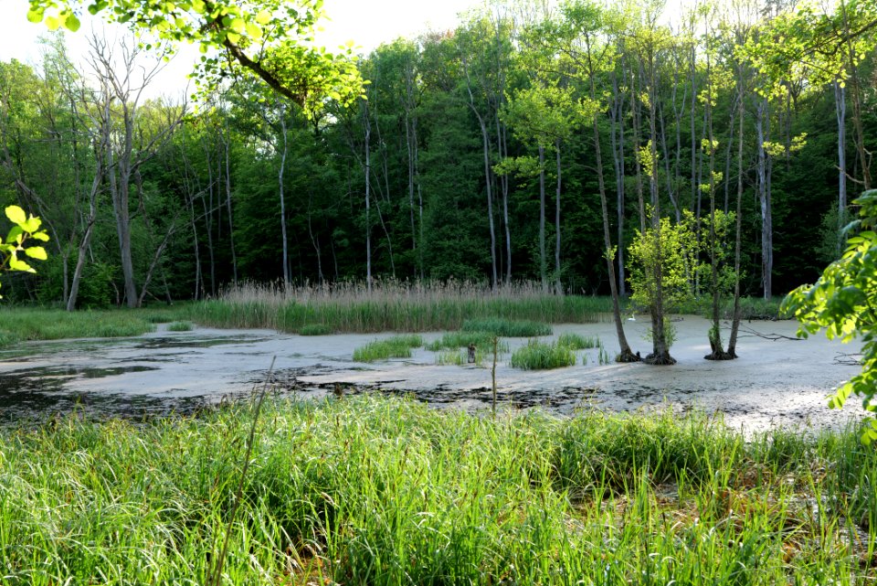 NSG Arnimswalde 2021-05-29 38