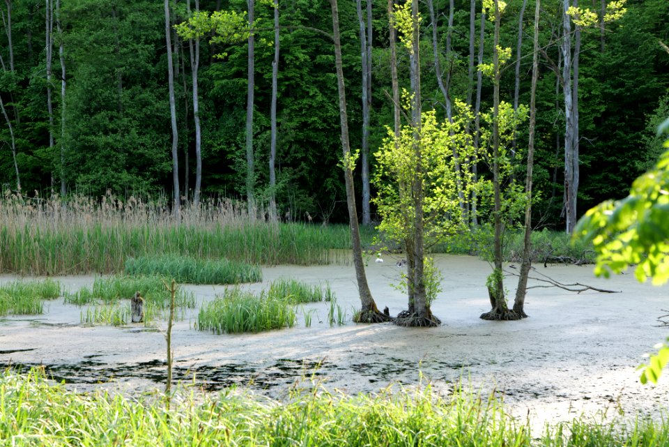 NSG Arnimswalde 2021-05-29 37