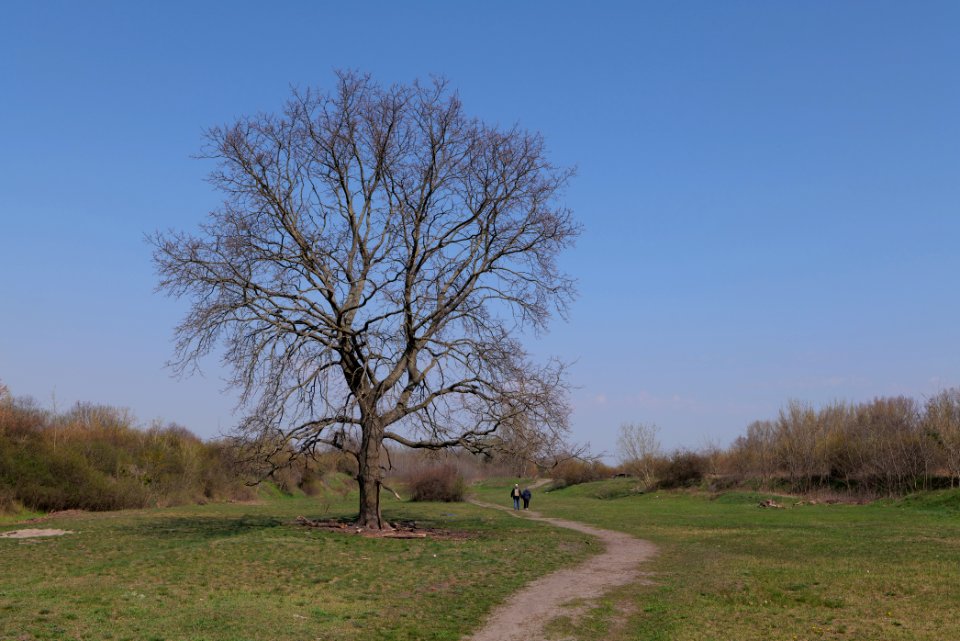 NSG Biesenhorster Sand 2021-04-20 93
