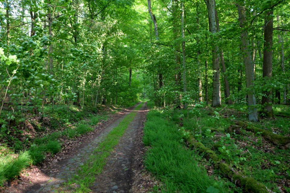 NSG Arnimswalde 2021-05-29 01