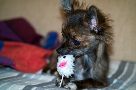 Baby toys dog toy