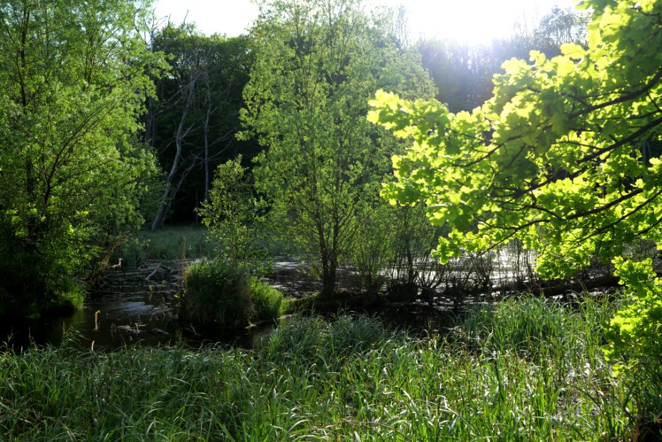 NSG Arnimswalde 2021-05-29 43