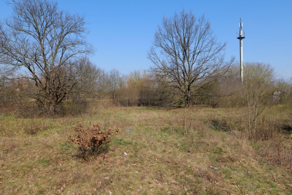 NSG Biesenhorster Sand 2021-04-20 56