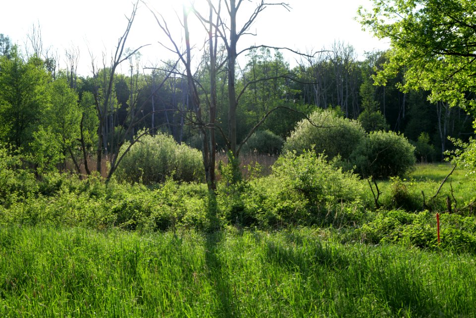 NSG Arnimswalde 2021-05-29 53