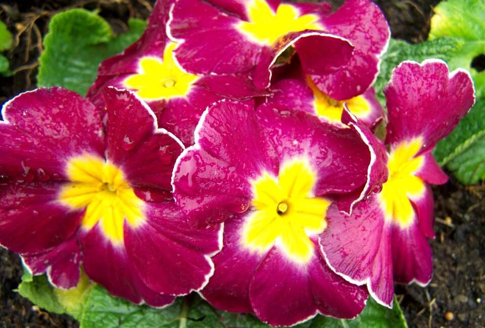 Primrose purple flowers spring