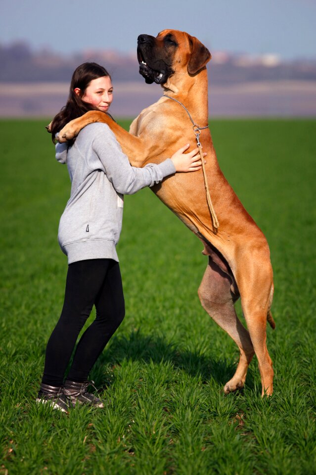 Animal beauty field