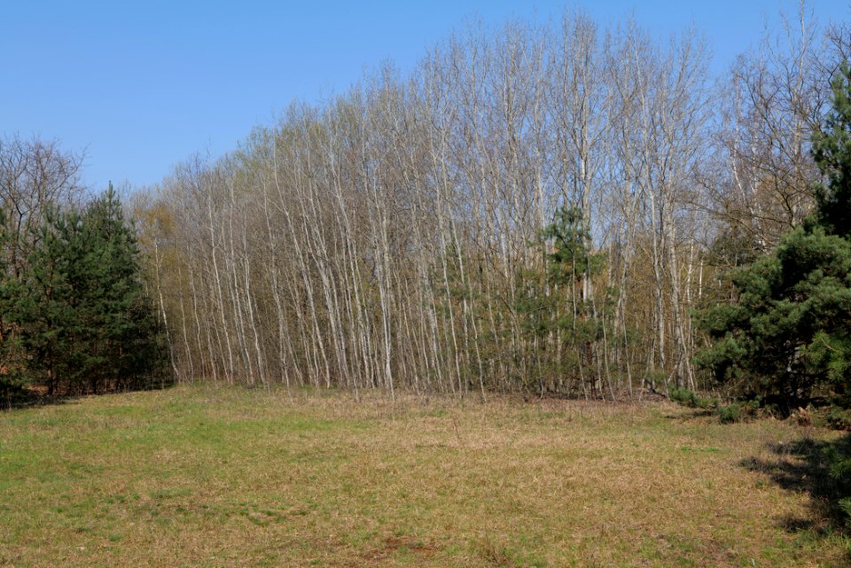 NSG Biesenhorster Sand 2021-04-20 28