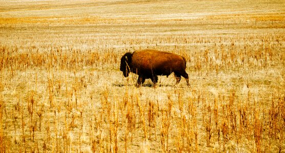 Wildlife alone solitary