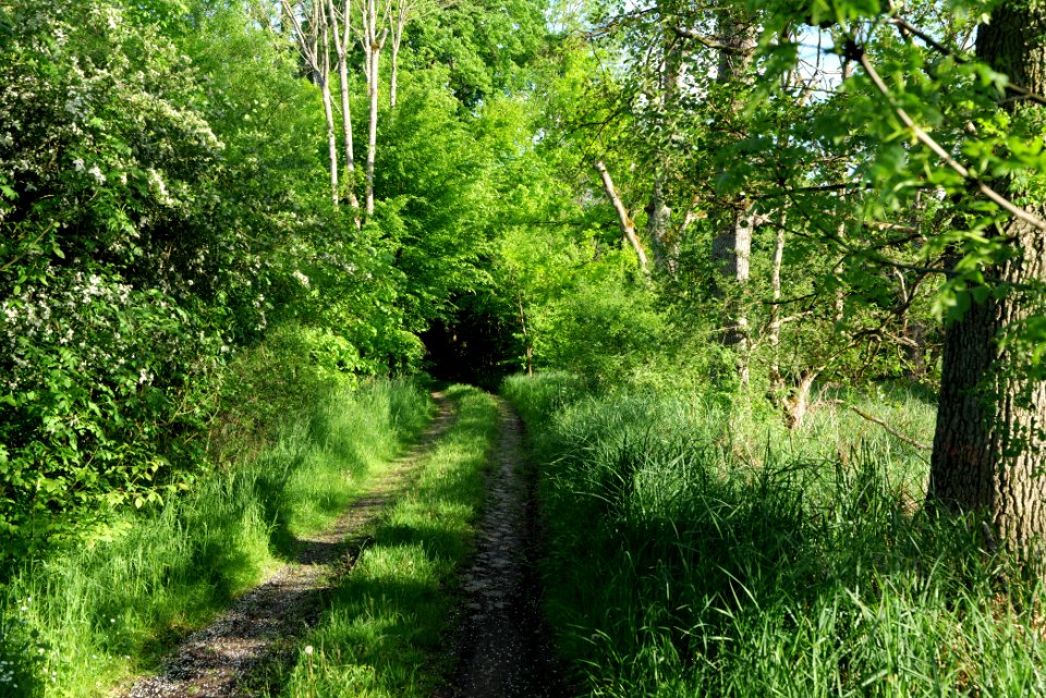 NSG Arnimswalde 2021-05-29 42