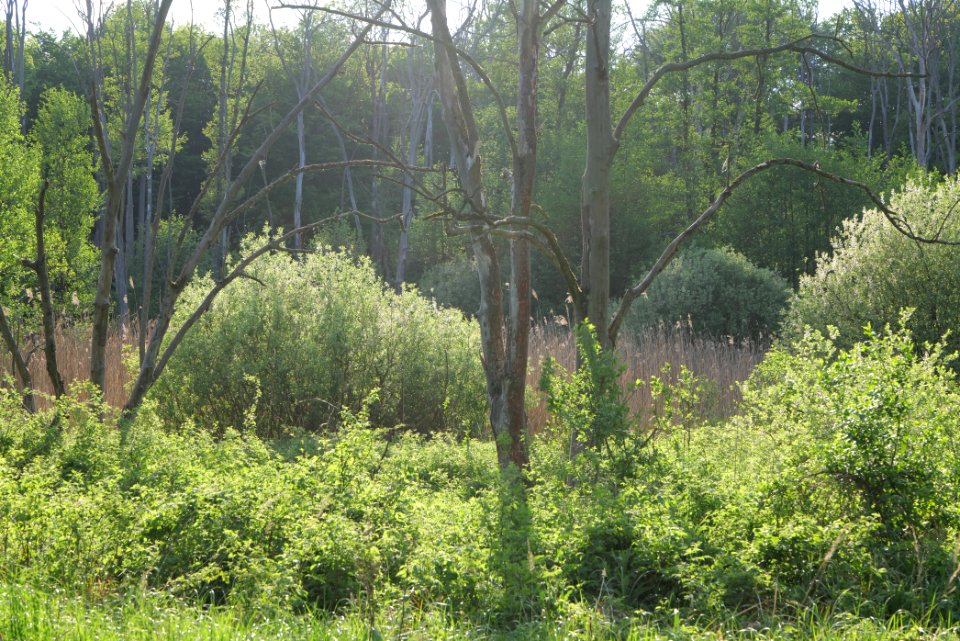 NSG Arnimswalde 2021-05-29 51