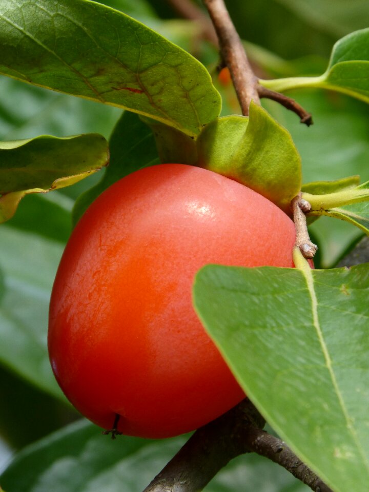 Fruit autumn persimon