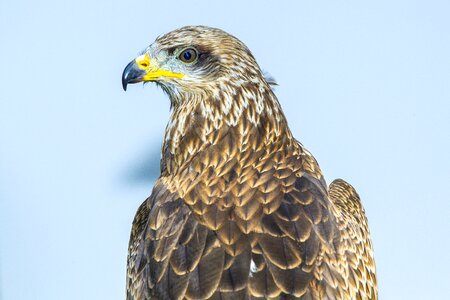 Bird zoo beak