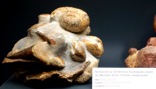 Normannites sp. with other fossils - Naturhistorisches Museum, Braunschweig, Germany - DSC05107