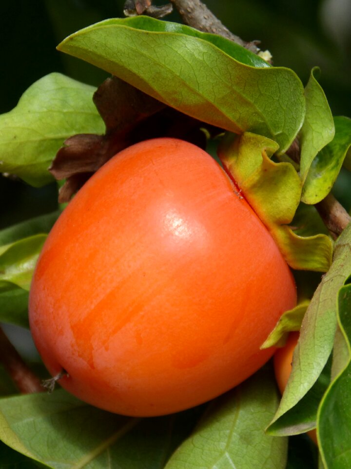 Fruit autumn persimon