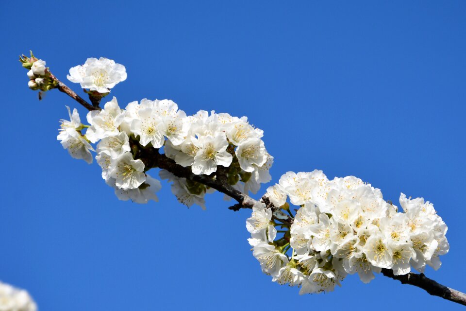 Spring nature spring flowers