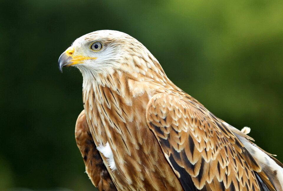 Bird zoo beak