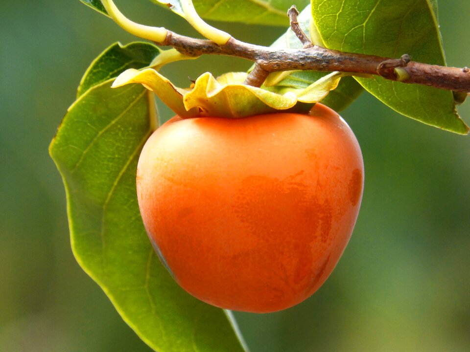 Fruit autumn persimon