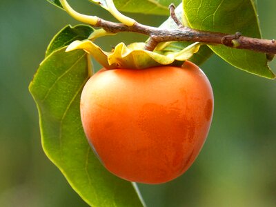 Fruit autumn persimon