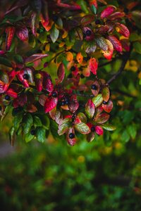 Plant garden bush photo