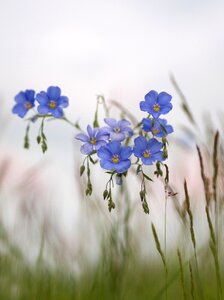 Spring len nature