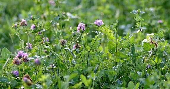 Purple meadow green photo