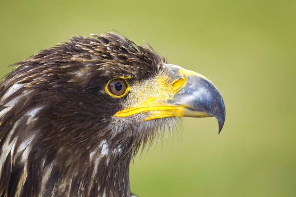Bird zoo beak