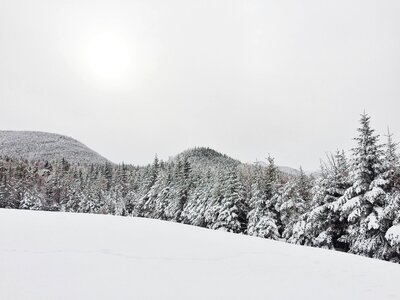 Winter pine trees evergreen photo