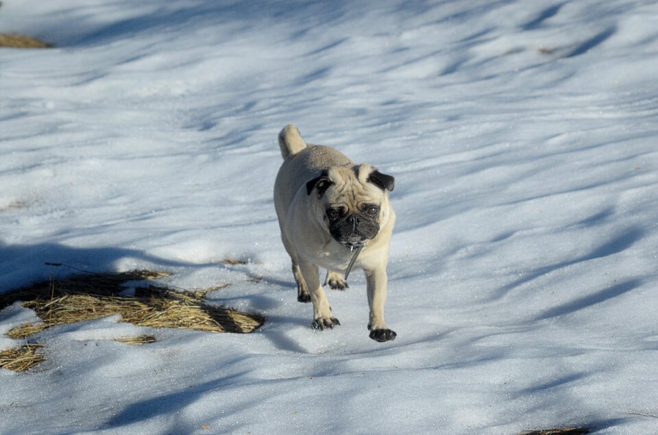 Snow race purebred dog