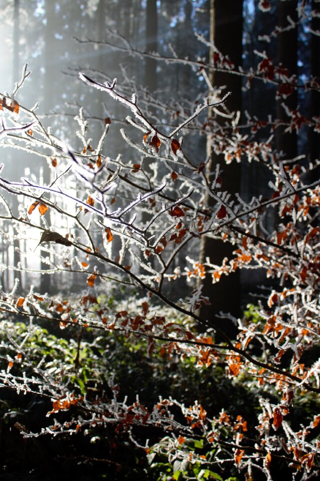 Frost light woods