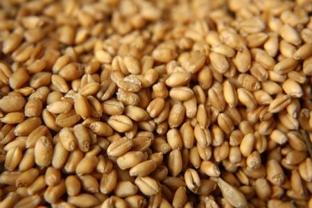 Grain dry healthy photo