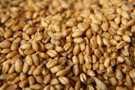 Grain dry healthy
