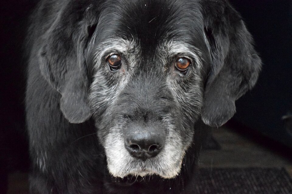 Labrador retriever grey muzzle senior