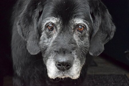 Labrador retriever grey muzzle senior