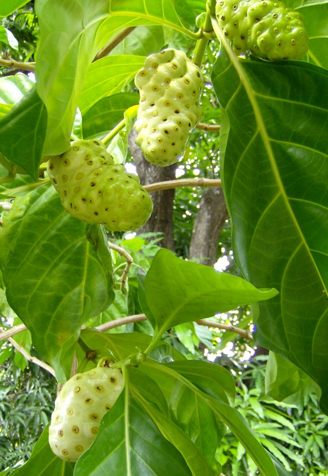 Noni fruit (Morinda citrifolia)