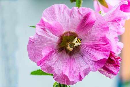 Macro nature mallow