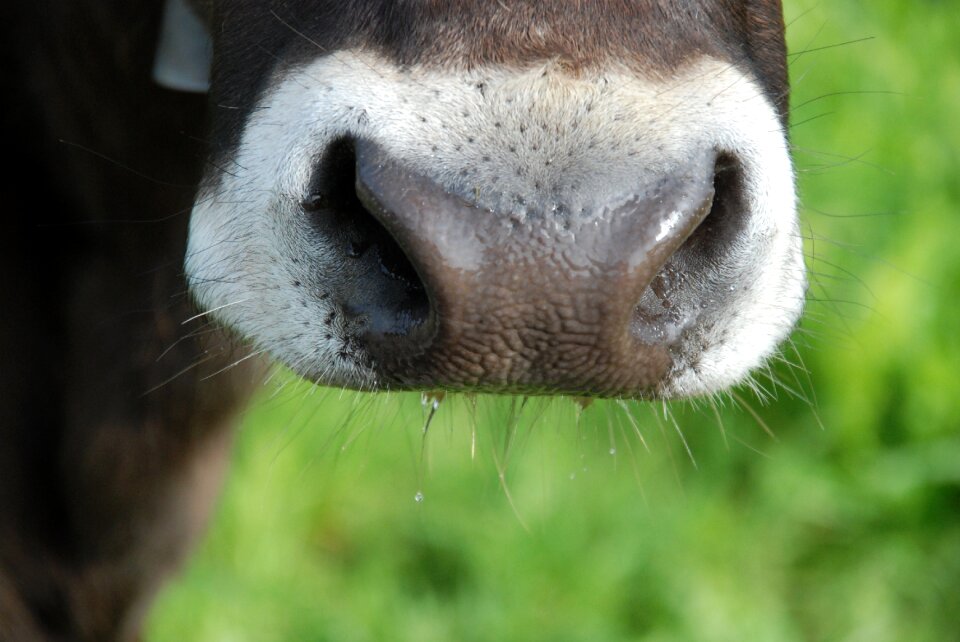 Beef cows meadow