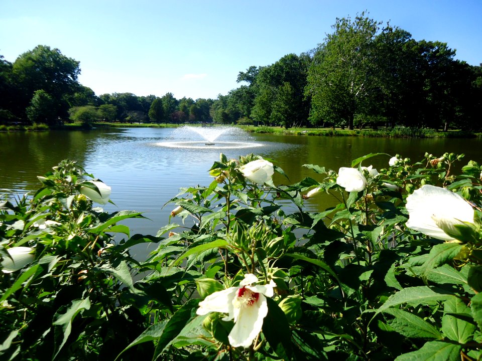 Nomahegan Lake in Cranford NJ with flowers and plants along the bank