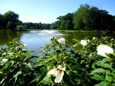 Nomahegan Lake in Cranford NJ with flowers and plants along the bank