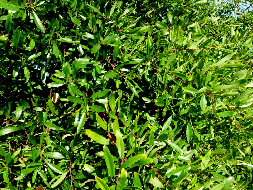 Noltea africana