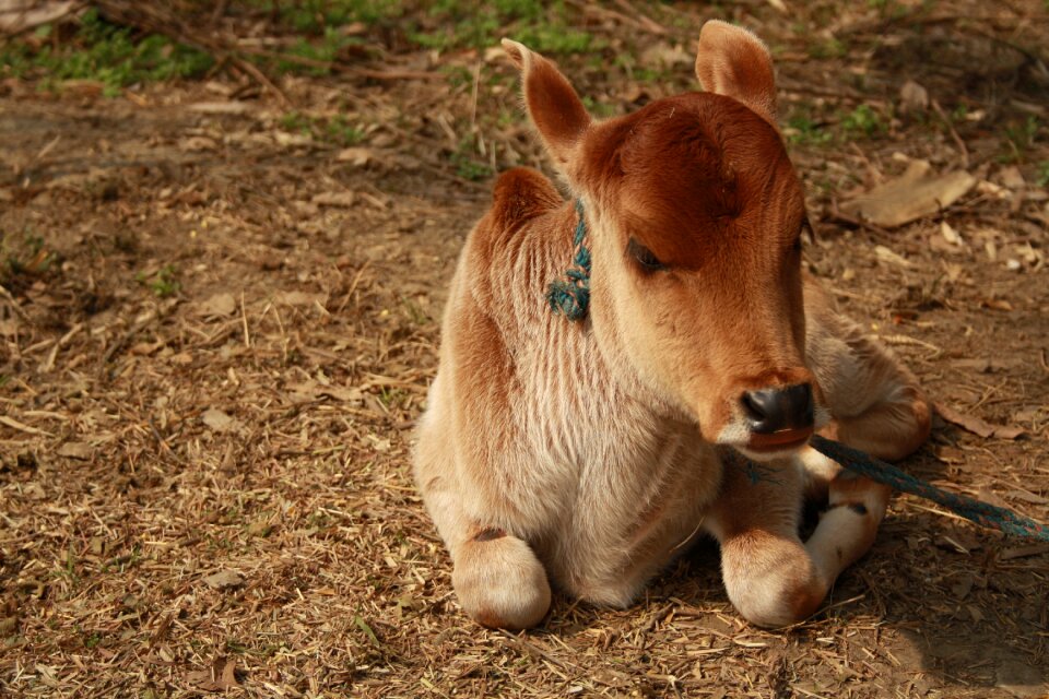 Farm cute livestock