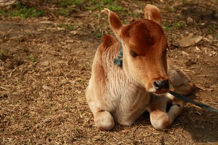 Farm cute livestock photo