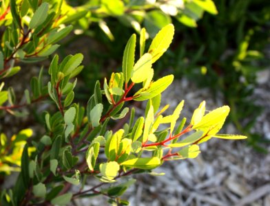 Noltea africana - Soap Bush Signal Hill Cape Town 1