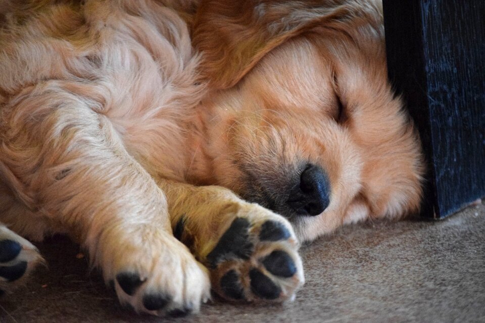 Golden retriever nap cute