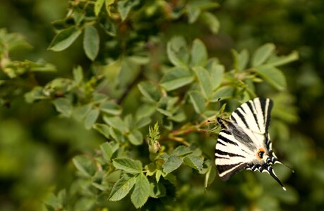 Swallowtail fruit spring insect