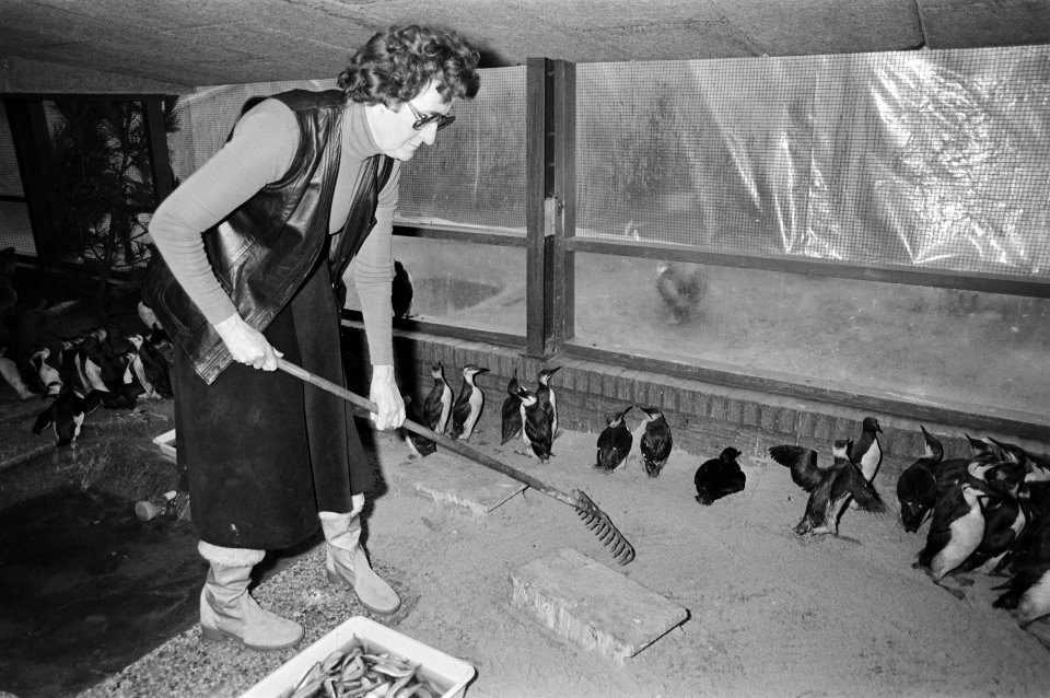 Nog steeds spoelen door olie vervuilde vogels aan op Ned. kusten, de verzorgster…, Bestanddeelnr 931-2491