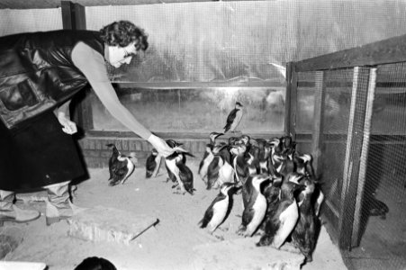 Nog steeds spoelen door olie vervuilde vogels aan op Ned. kusten, de verzorgster…, Bestanddeelnr 931-2490