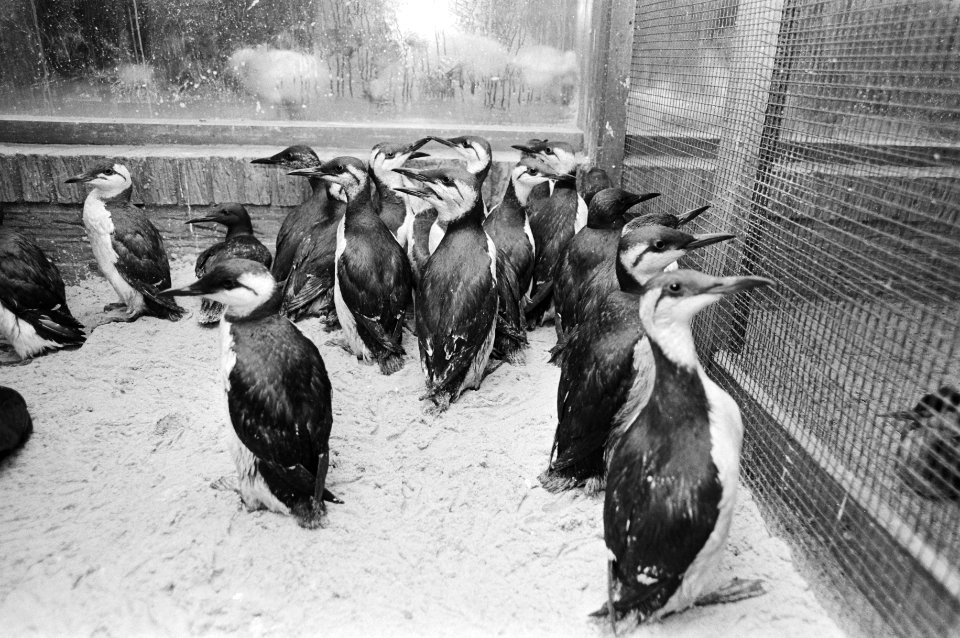 Nog steeds spoelen door olie vervuilde vogels aan op Ned. kusten, in vogelcentru…, Bestanddeelnr 931-2489