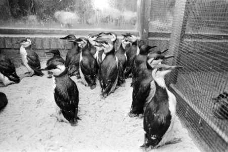 Nog steeds spoelen door olie vervuilde vogels aan op Ned. kusten, in vogelcentru…, Bestanddeelnr 931-2489